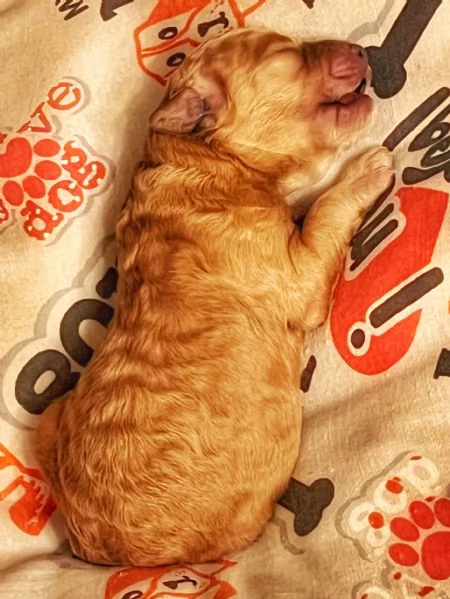 Barboncino Nano | Foto 1