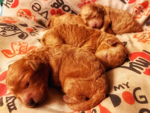 Barboncino Nano | Foto 0