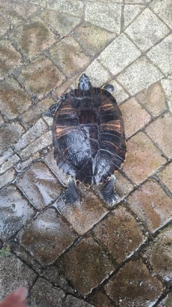 Rughetta tartaruga d'acqua 