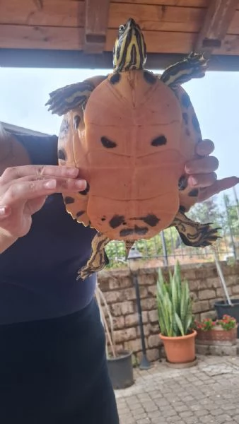 Rughetta tartaruga d'acqua  | Foto 3