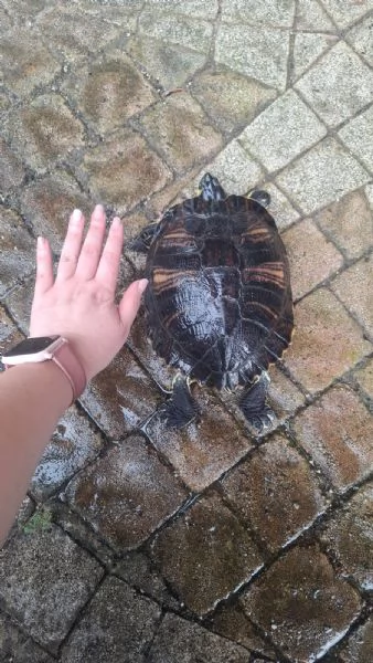 Rughetta tartaruga d'acqua  | Foto 2