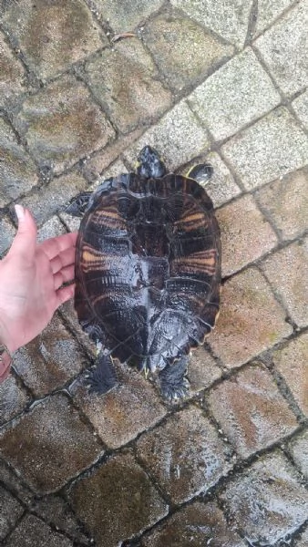 Rughetta tartaruga d'acqua  | Foto 1