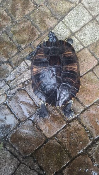 Rughetta tartaruga d'acqua  | Foto 0