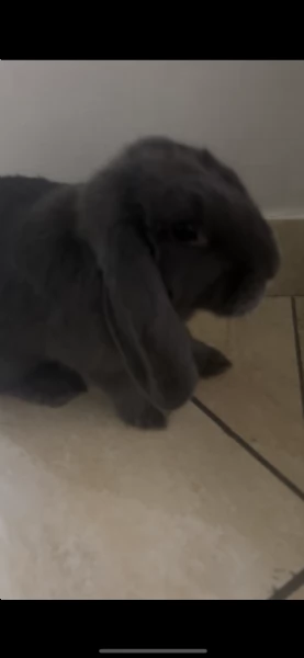 Coniglio ariete blu | Foto 0