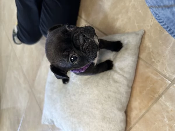 ultime bulldog francesi 