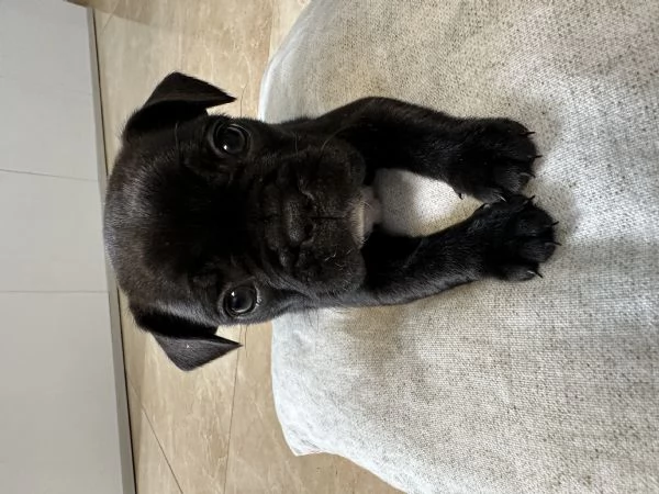 ultime bulldog francesi  | Foto 1