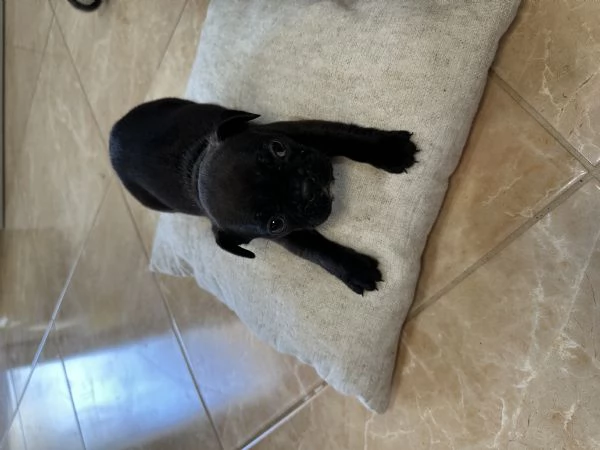 ultime bulldog francesi  | Foto 0