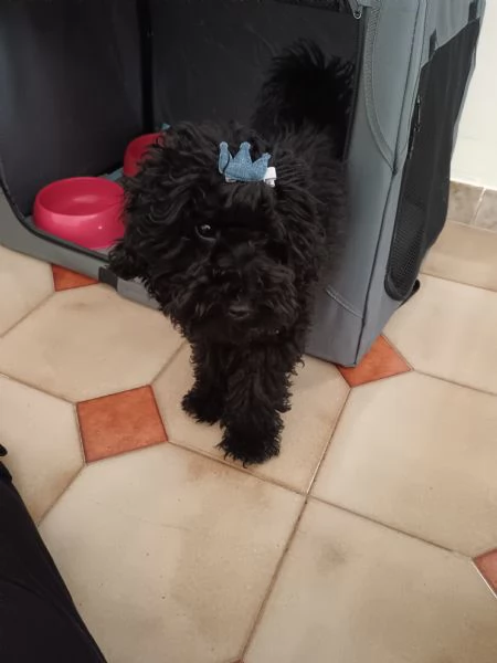 Barboncino toy nero di 6 mesi maschio 