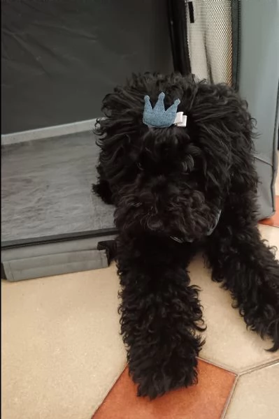 Barboncino toy nero di 6 mesi maschio  | Foto 0