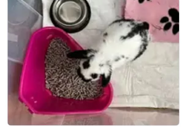 Regalasi coniglietto ariete nano  in catania