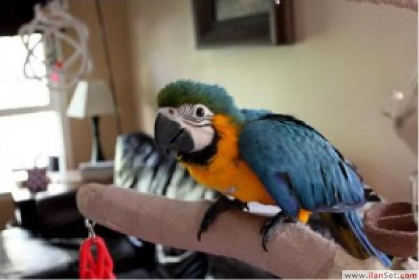 Due bellissimi pappagalli Ara blu e oro parlanti in adozione gratuita | Foto 0