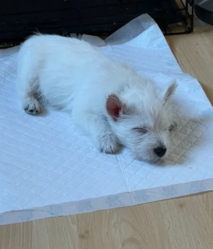 Fantastici cuccioli di west highland terrier 