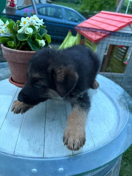 Cuccioli di Pastore Tedesco  | Foto 2