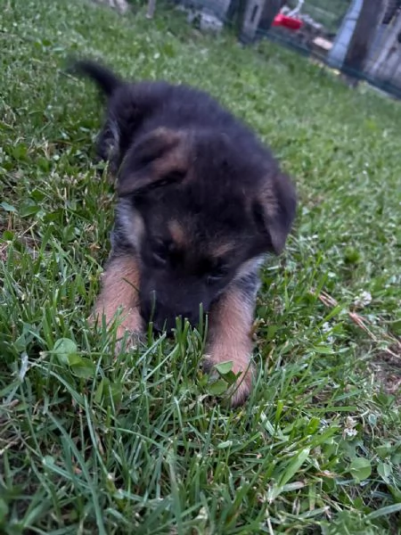 Cuccioli di Pastore Tedesco  | Foto 1