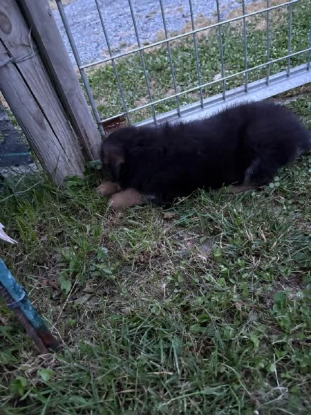 Cuccioli di Pastore Tedesco  | Foto 0