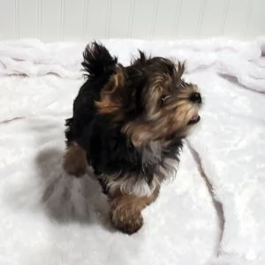 REGALO PASTOR TEDESCO