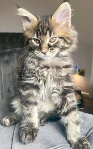 splendidi dolci Gattini Maine coon