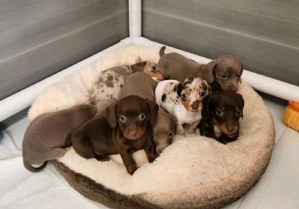 Regala i nostri cuccioli di Bassotto, maschio e femmina | Foto 0