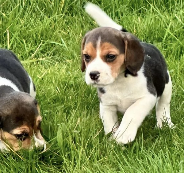 Regala i nostri cuccioli di Beagle, maschio e femmina