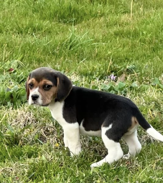 Regala i nostri cuccioli di Beagle, maschio e femmina | Foto 2