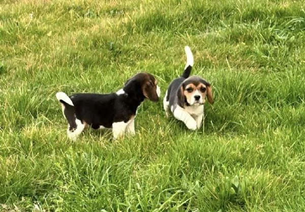 Regala i nostri cuccioli di Beagle, maschio e femmina | Foto 1