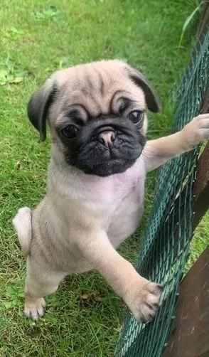 Regala i nostri cuccioli di Carlino, maschio e femmina | Foto 0