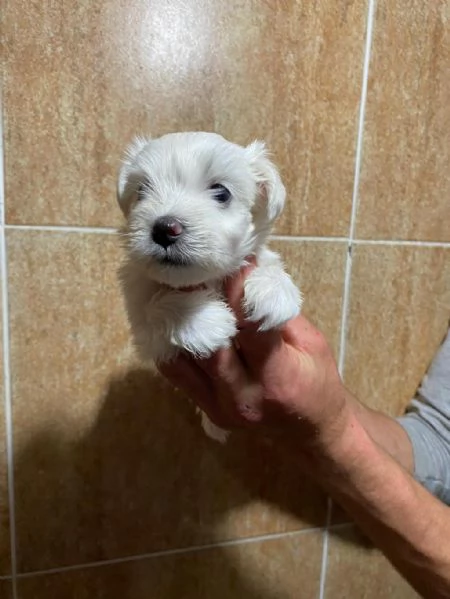 Regala i nostri cuccioli di Maltese, maschio e femmina | Foto 0