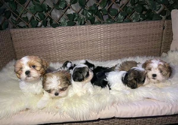 Regala i nostri cuccioli di Shitzu, maschio e femmina | Foto 1