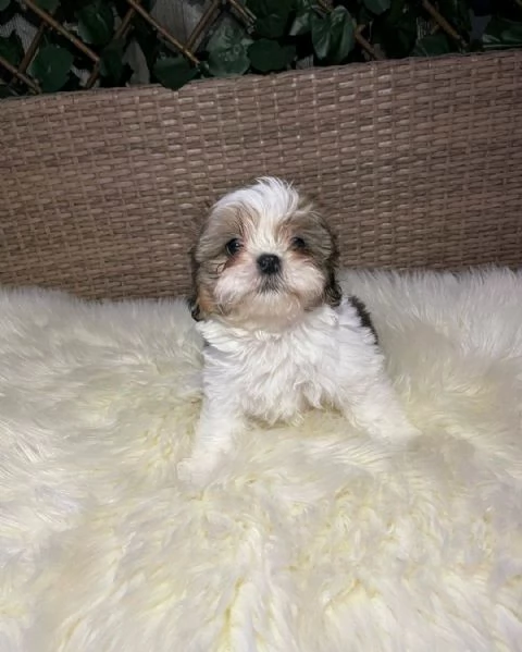 Regala i nostri cuccioli di Shitzu, maschio e femmina | Foto 0