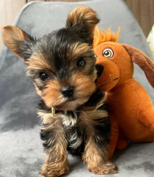 Regala i nostri cuccioli di Yorkshire, maschio e femmina | Foto 2