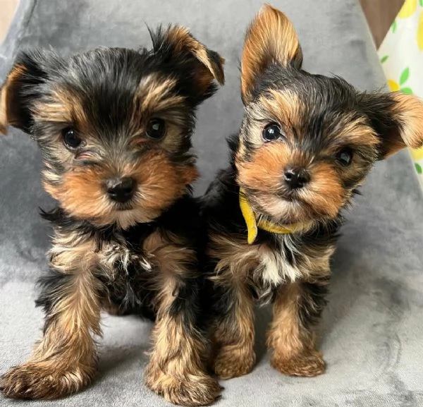 Regala i nostri cuccioli di Yorkshire, maschio e femmina | Foto 1