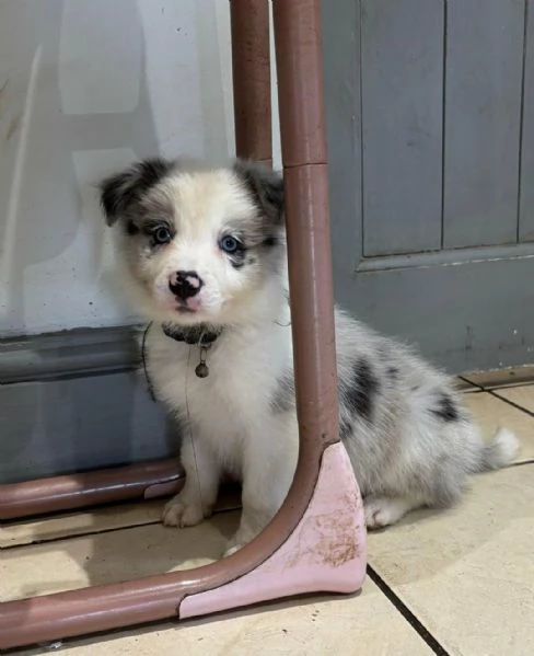 Regala i nostri cuccioli di Border Collie, maschio e femmina