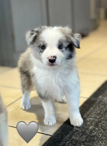Regala i nostri cuccioli di Border Collie, maschio e femmina | Foto 1