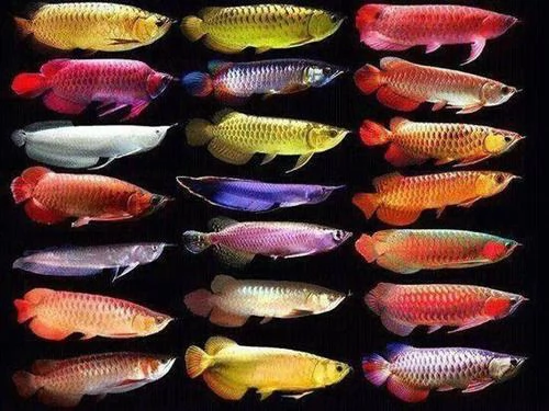 Pesci d'acquario d'acqua dolce di prima qualità