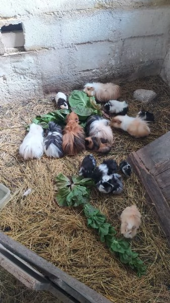 Porcellini d'india  | Foto 2