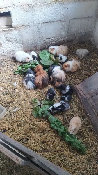 Porcellini d'india  | Foto 1