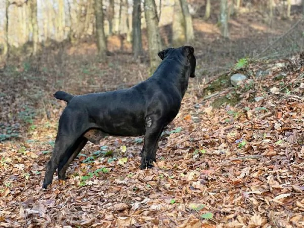 Mastino Sudafricano – Cuccioli di Boerboel | Foto 6