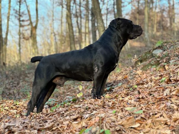 Mastino Sudafricano – Cuccioli di Boerboel | Foto 5
