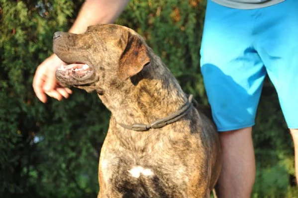 Mastino Sudafricano – Cuccioli di Boerboel | Foto 3