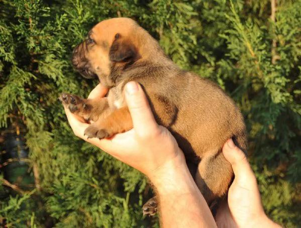 Mastino Sudafricano – Cuccioli di Boerboel | Foto 2