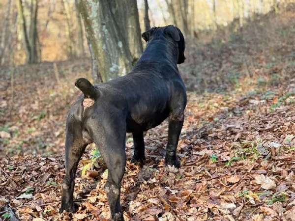 Mastino Sudafricano – Cuccioli di Boerboel | Foto 1