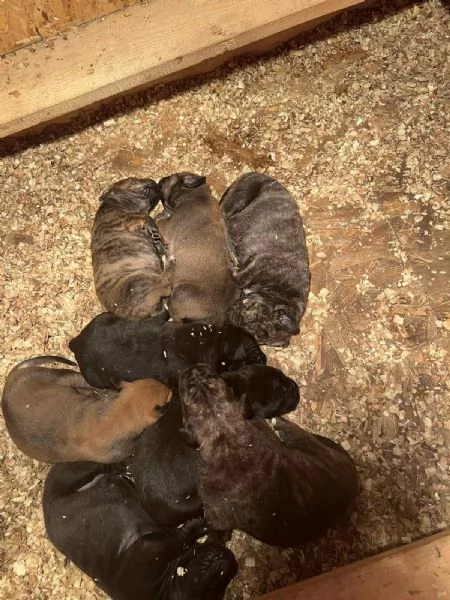 Mastino Sudafricano – Cuccioli di Boerboel | Foto 0