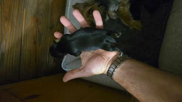 Yorkshire Terrier Litter disponibile un maschi  