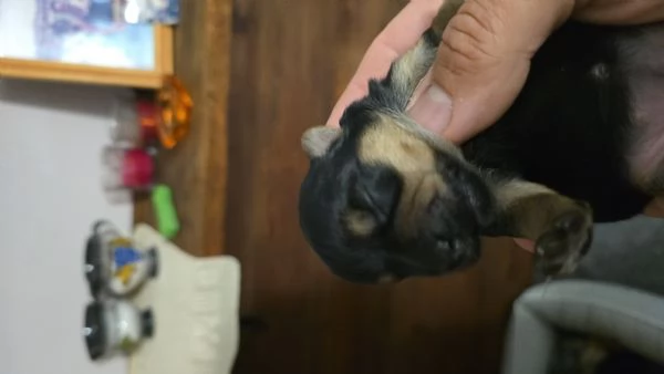 Yorkshire Terrier Litter disponibile un maschi   | Foto 1