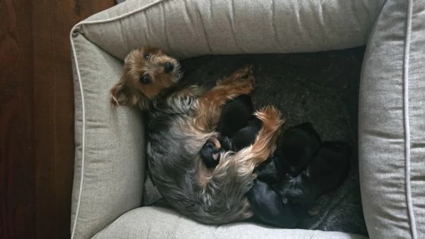 Yorkshire Terrier Litter disponibile un maschi   | Foto 0