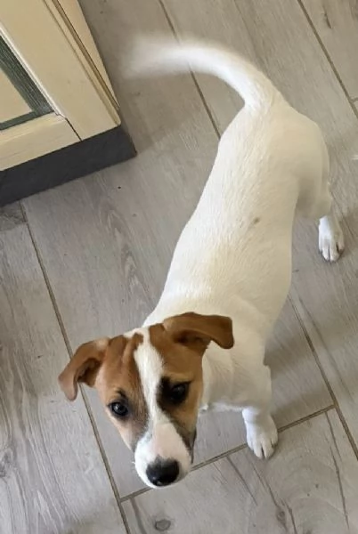 Cucciolo Jack Russell