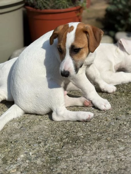 Cucciolo Jack Russell | Foto 0