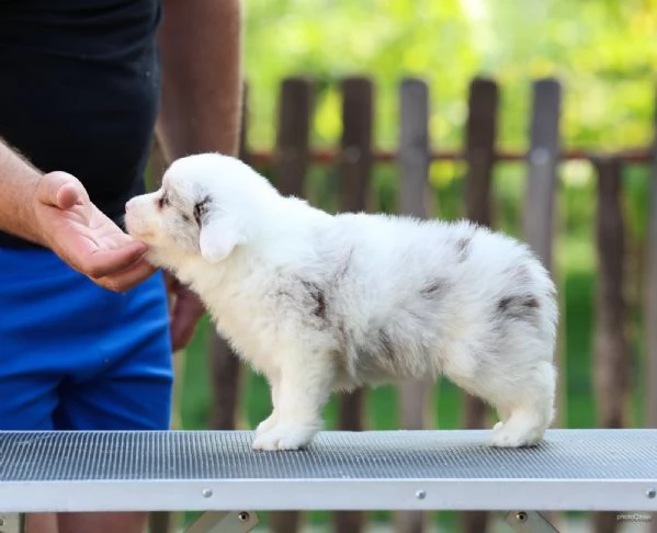 Cuccioli di Border Collie | Foto 6