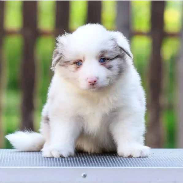 Cuccioli di Border Collie | Foto 5