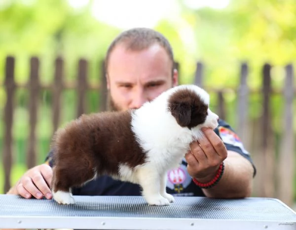 Cuccioli di Border Collie | Foto 3